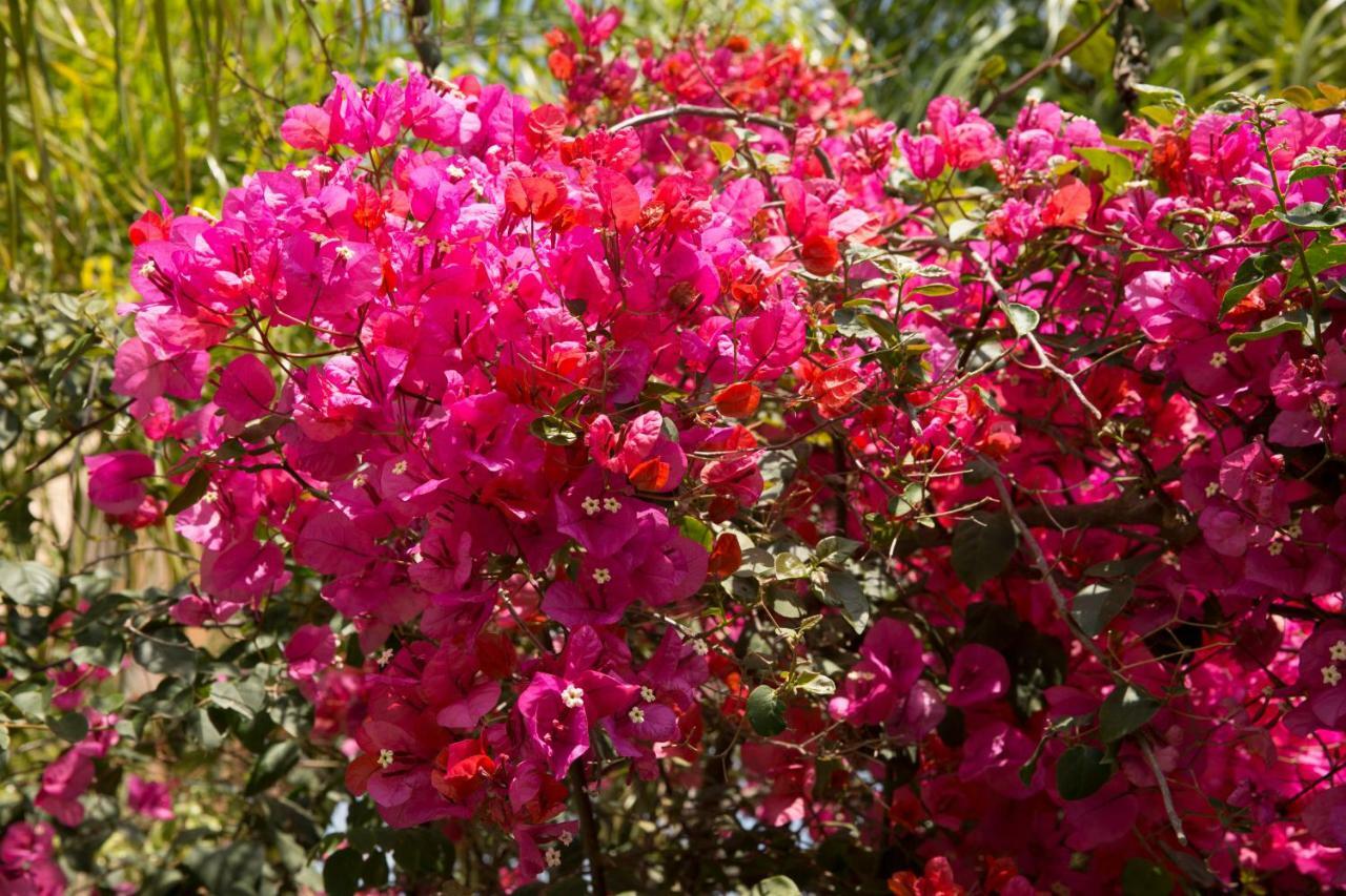 Million Flowers Protaras Exterior photo